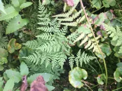 mountain bladder-fern thumbnail 2