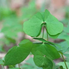 twinleaf thumbnail 4