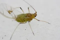 Foxglove Aphid thumbnail 4