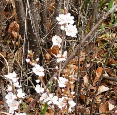 Nanking Cherry thumbnail 4