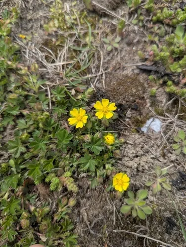 Spotted Cinquefoil