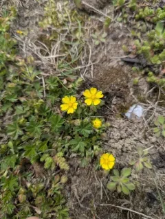 Spotted Cinquefoil thumbnail 1