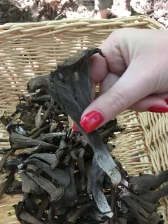 Horn-of-plenty thumbnail 2