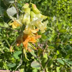 Thin-Leaved Peavine thumbnail 3