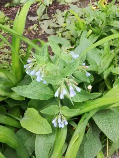 Caucasian Comfrey thumbnail 1
