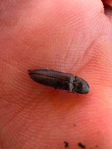 Western Field Wireworm