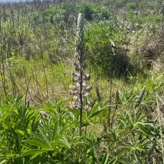 Kincaid's Lupine thumbnail 4