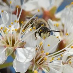 Cresson's Mining Bee thumbnail 4