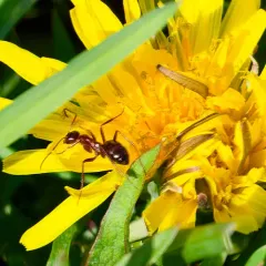 Variable Field Ant thumbnail 4
