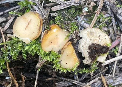 Chaetothiersia laricina