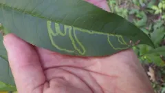 Phytomyza persicae thumbnail 4