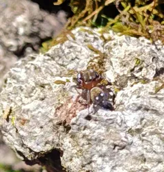 Little Mountain Jumping Spider thumbnail 4