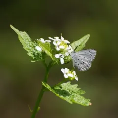 Spring Azure thumbnail 4