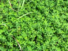 Japanese Clover thumbnail 1