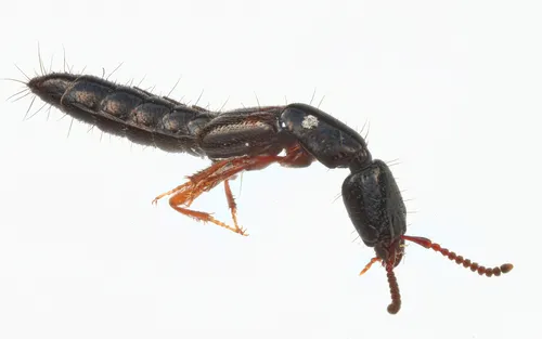 Kephalos Rove-hunter Beetle