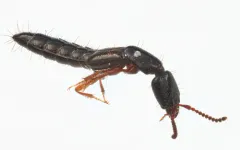 Kephalos Rove-hunter Beetle thumbnail 1