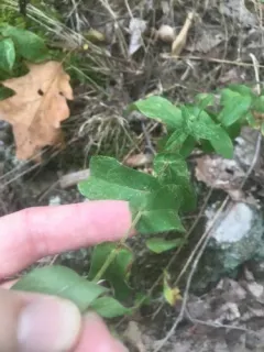late purple aster thumbnail 3
