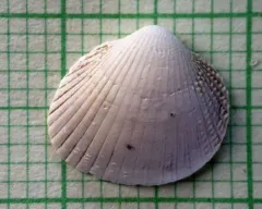 Ribbed Cockle thumbnail 3