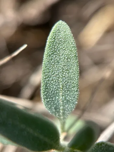 Narrowleaf Goosefoot