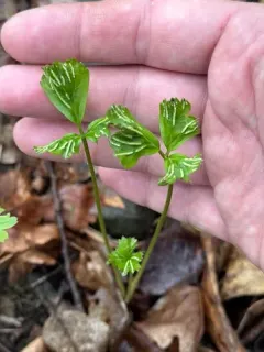 Ustacystis waldsteiniae thumbnail 4