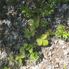 swamp dewberry thumbnail 2
