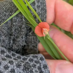 Grass Pea thumbnail 3