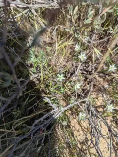 Franklin's Sandwort thumbnail 3