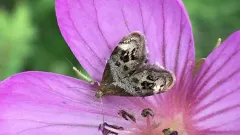 Tebenna balsamorrhizella thumbnail 4