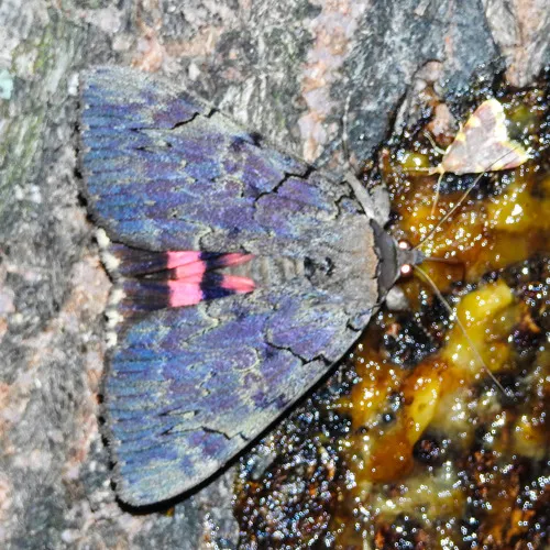 Darling Underwing