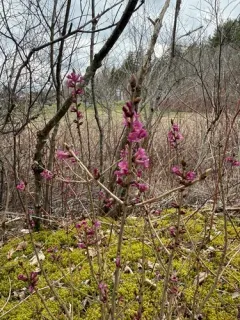 Winter daphne thumbnail 2