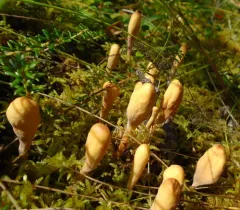 common club coral fungus thumbnail 1