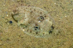 Fourspot Flounder thumbnail 1