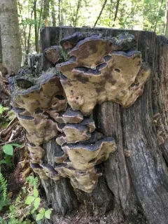 birch bristle bracket thumbnail 2