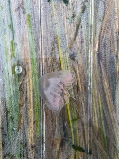 Curtained Jelly thumbnail 3