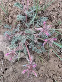 shaggy milkvetch thumbnail 4