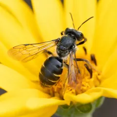 Yellow-faced Miner Bee thumbnail 2