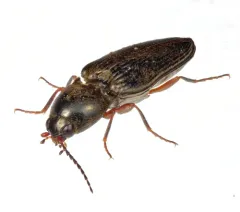 Convex Click Beetle thumbnail 2