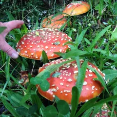Fly Agaric thumbnail 3