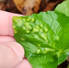 Violet Rust thumbnail 3