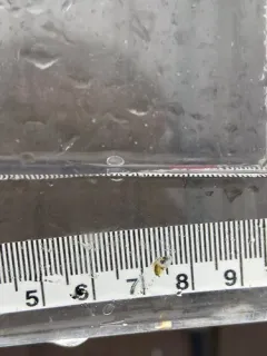 Puget Sound Sculpin thumbnail 2