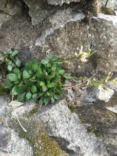cascade rockcress thumbnail 2