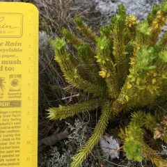 northern firmoss thumbnail 2