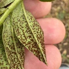 Uromyces glycyrrhizae thumbnail 3