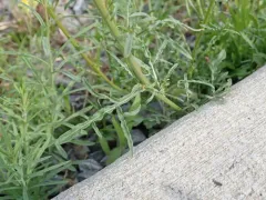 Wild Mignonette thumbnail 3