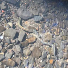 Western Brook Lamprey thumbnail 4