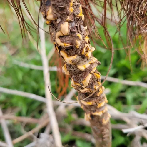 white pine blister rust