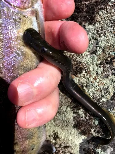 Pit-Klamath Brook Lamprey