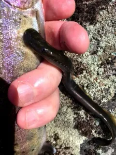 Pit-Klamath Brook Lamprey thumbnail 1