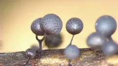 Lamproderma echinosporum thumbnail 4