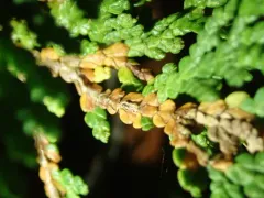 Pestalotiopsis Tip Blight thumbnail 4